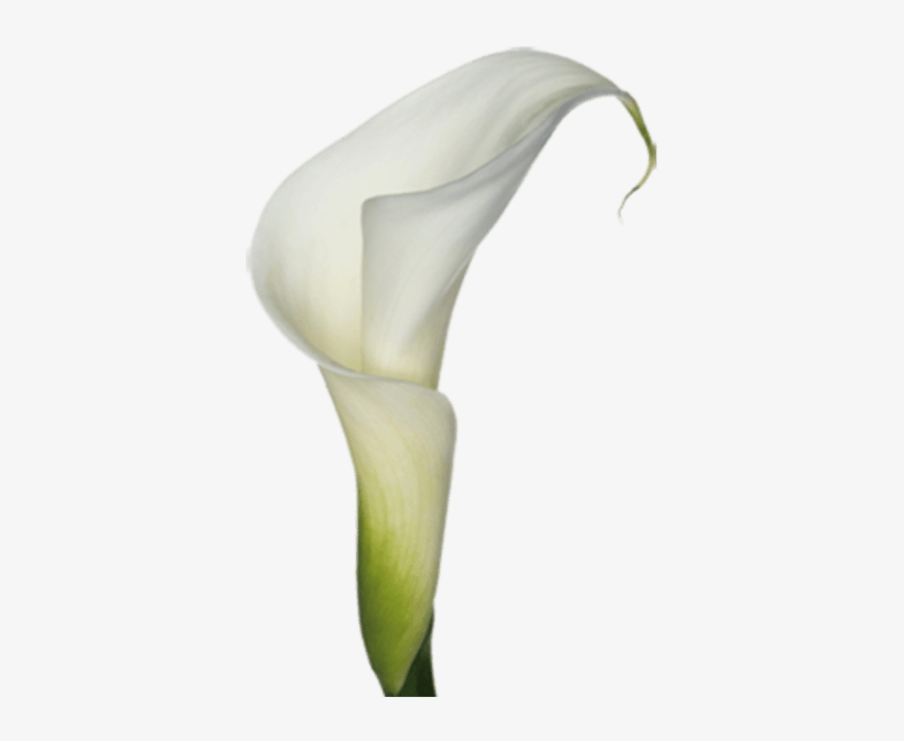 Calla Lilies Clip Art - White Calla Lily Png, transparent png #1737594
