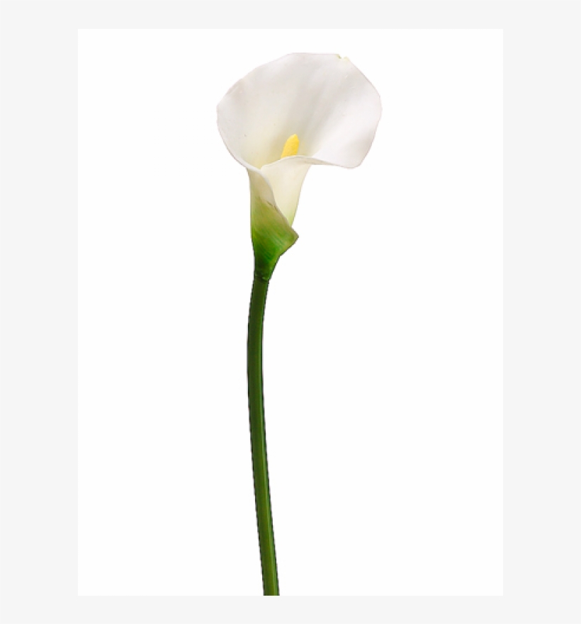 21" Pvc Calla Lily Stem White - Arum, transparent png #1737641
