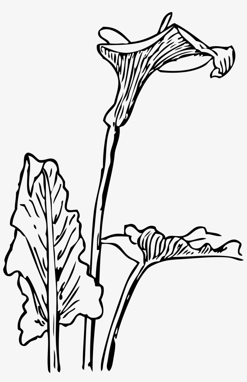 This Free Icons Png Design Of Calla Lily 2, transparent png #1737713