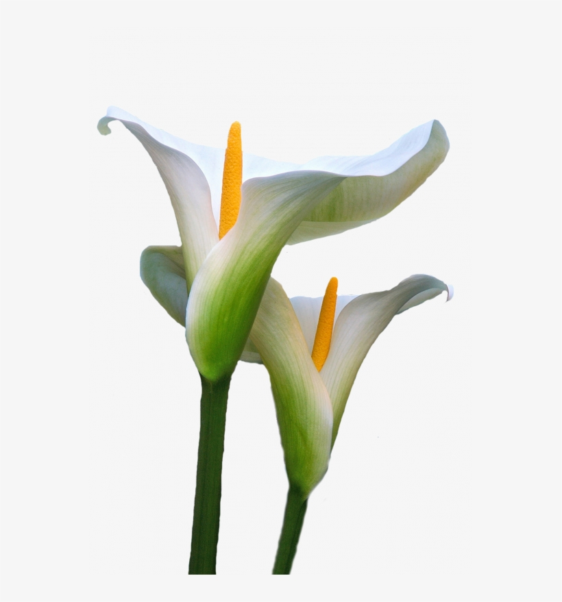 Calla Lily, Macro Photography, Decoupage, Flowers, - Cala Flor Png, transparent png #1737760