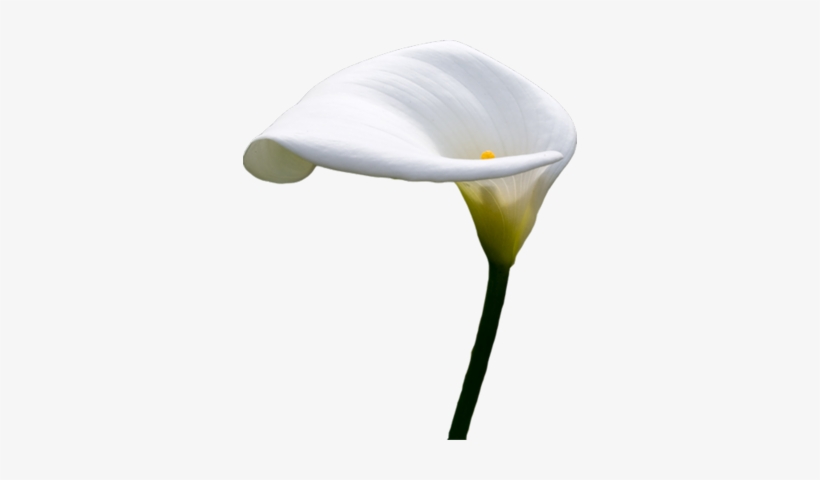 Calla Lilly Psd - Calla Lily Transparent Background, transparent png #1738034