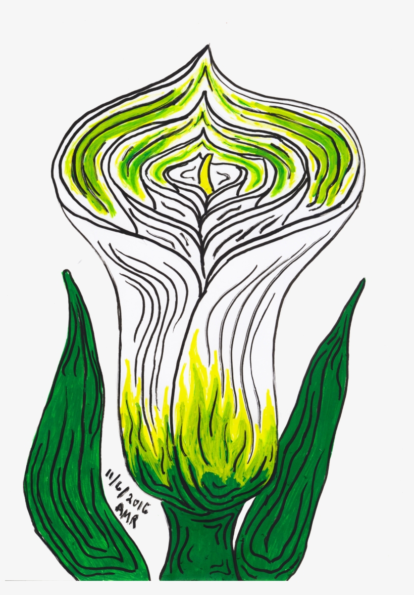 Calla Lily, transparent png #1738352