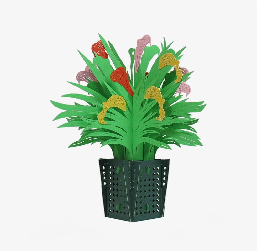 Calla Lily Basket - Houseplant, transparent png #1738403