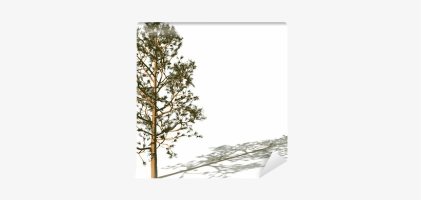 Silhouette, transparent png #1738425