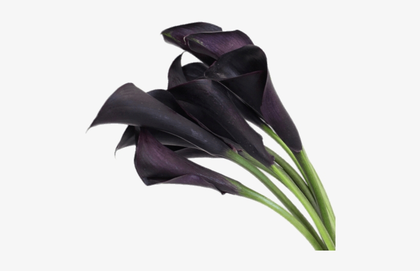 Deep Purple Calla Lilies - Black Calla Lily Flower, transparent png #1738564