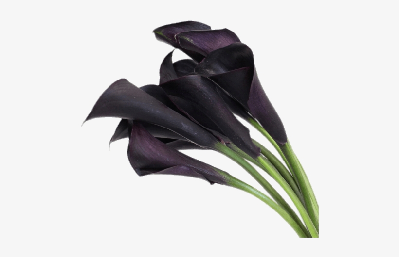 Deep Purple Calla Lilies Black Lily Flower Free Calla Lilies Are One Of The More Por Flowers Used In Weddings Larger Come Closed Cut Most Commonly Or Open Very