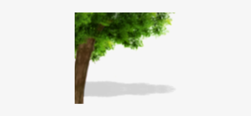 Tree-500x300 - Trousers, transparent png #1739026