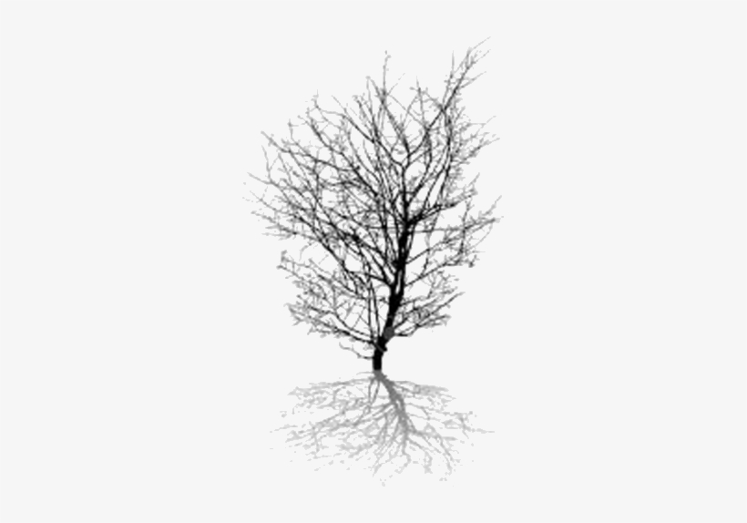 Image Of The Shadow Of The Tree Choice B - Vector Graphics, transparent png #1739184