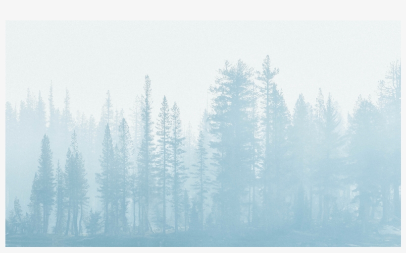 Score 50% - Spruce-fir Forest, transparent png #1739237