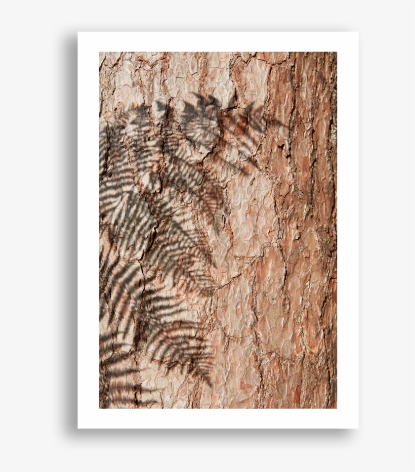 Fern Shadow, transparent png #1739462