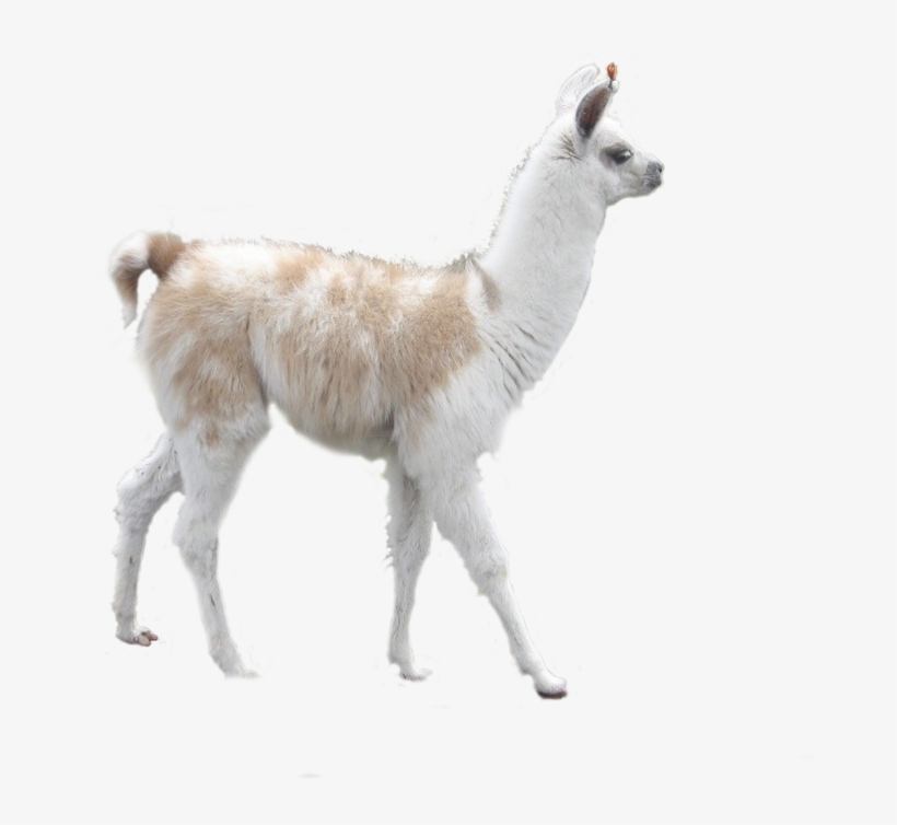 Banner Royalty Free Stock Png For Free Download On - Llama Alpaca Y Vicuna, transparent png #1741190