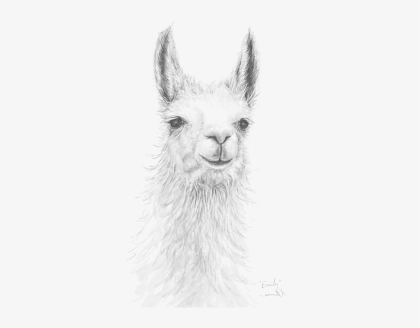 Bleed Area May Not Be Visible - Realistic Alpaca Drawing, transparent png #1741488