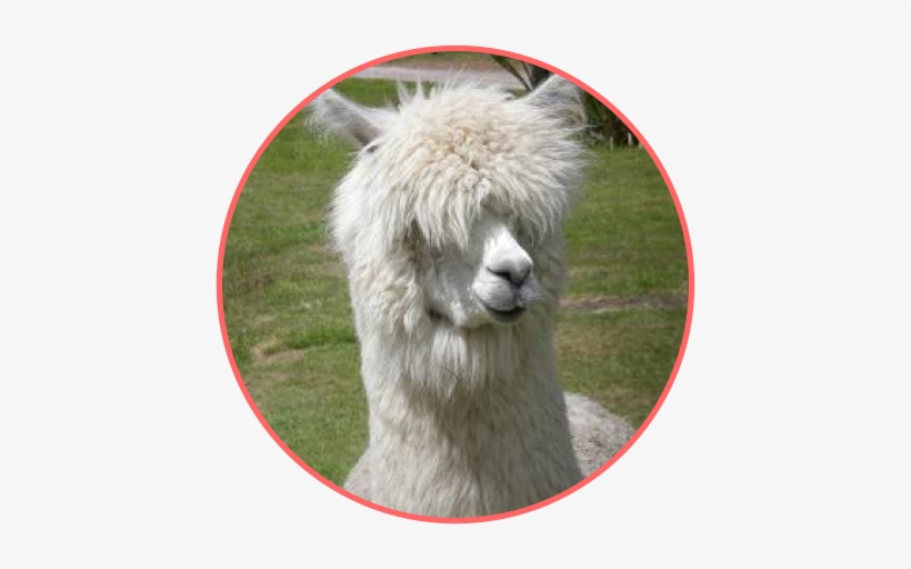 Although Not Quite As Soft As Alpaca Wool, Llama Wool - Furry Llama, transparent png #1742185