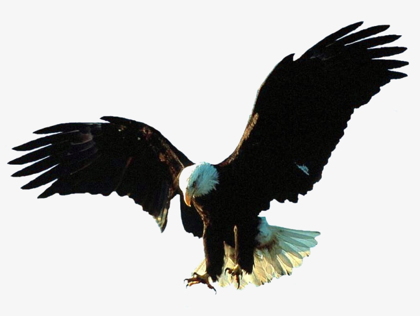 Aigle Bald Eagle, Wings, Animals, Image, Tube, Eagles, - Gif Animation Eagle Gif, transparent png #1743512