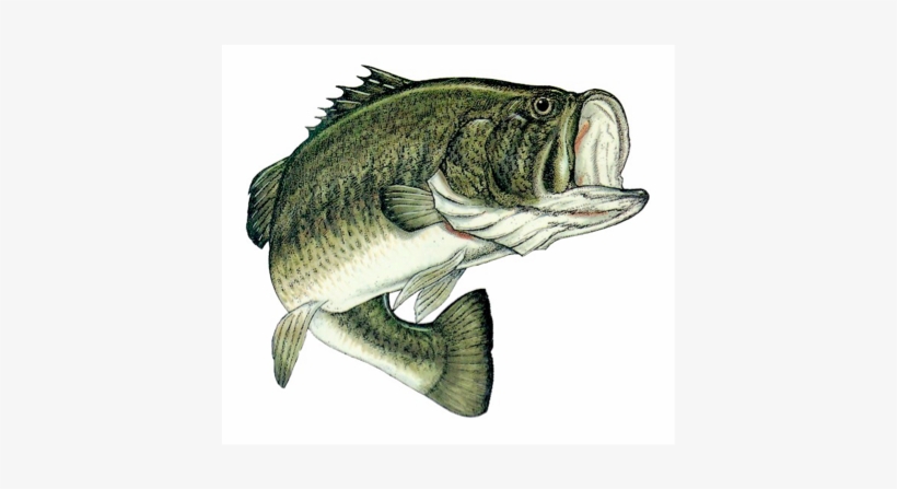 This Fish Is Called Large Mouth Bass It Got Its Name - Big Bass, transparent png #1744899