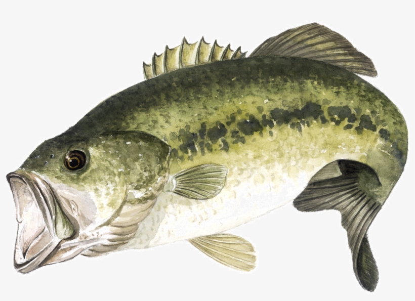 Black-bass - Fishing, transparent png #1744928