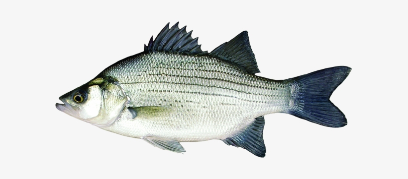 White Bass, transparent png #1744997