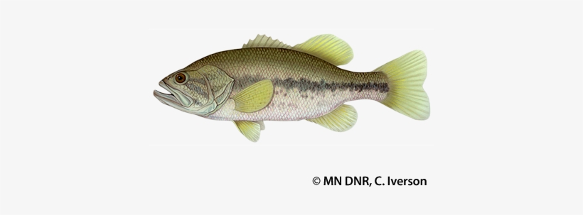 Largemouth Bass - Minnesota Largemouth Bass, transparent png #1745030