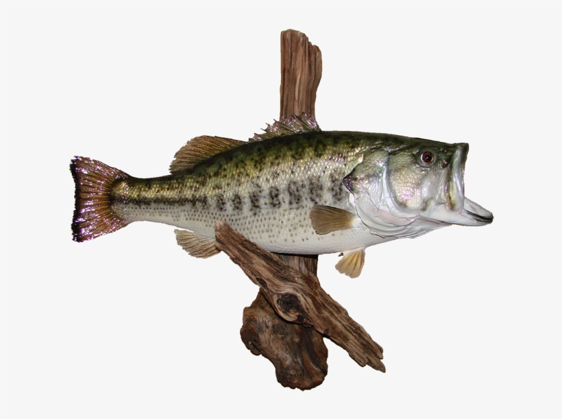 Largemouth Bass Mount - Black Crappie, transparent png #1745059