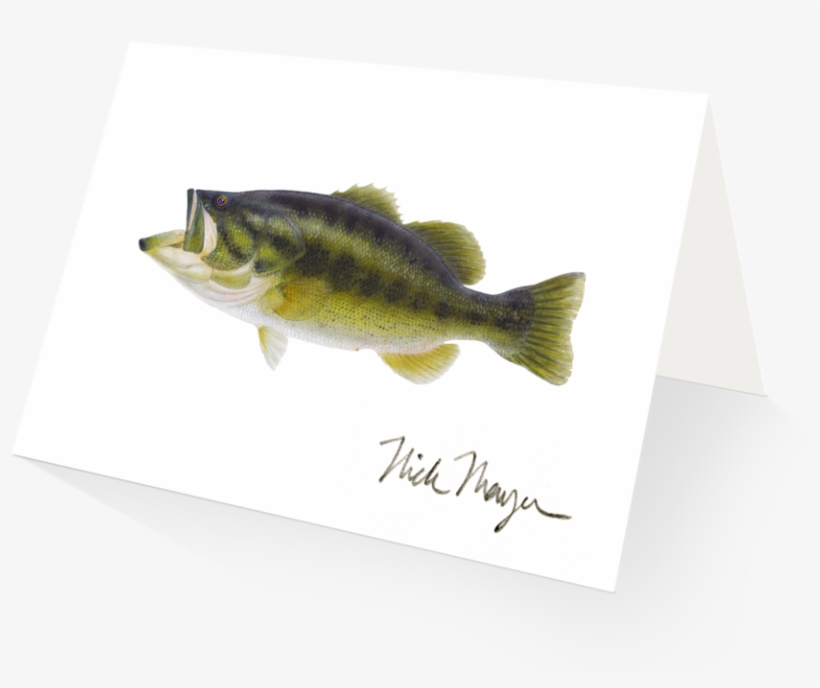 Largemouth Bass - Perch, transparent png #1745144
