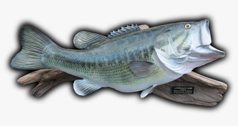 24 1/2" Largemouth Bass Fish Mount Replica - Taxidermy, transparent png #1745389