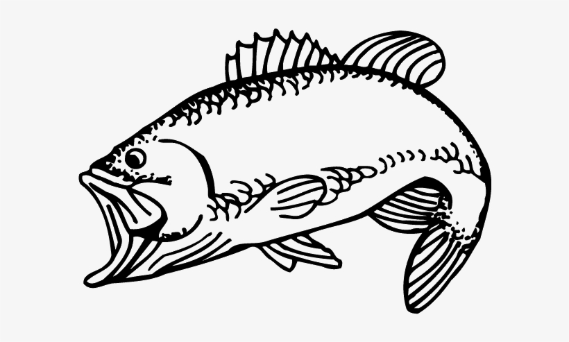 Coral Reef Fish, transparent png #1745405