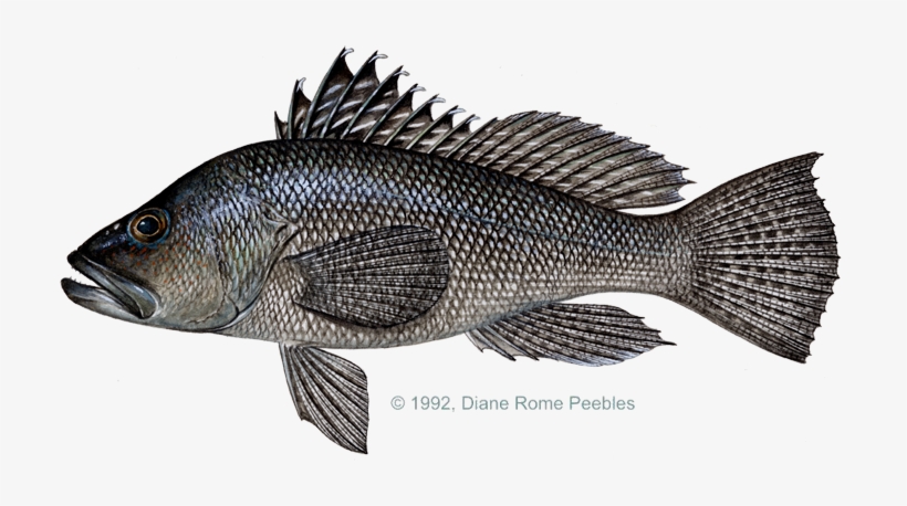 Bass, Black Sea - Sea Bass, transparent png #1745718