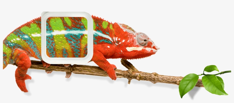 A Colorful Charmeleon With A Colorful Tech 2 Overcap - Exotic Animal Medicine: A Quick Reference Guide, transparent png #1746003