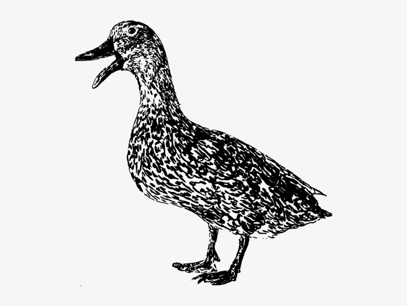 Select Options - Duck, transparent png #1746501
