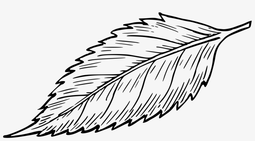 Leaf 8 Icons Png - Leaf Drawing, transparent png #1747129