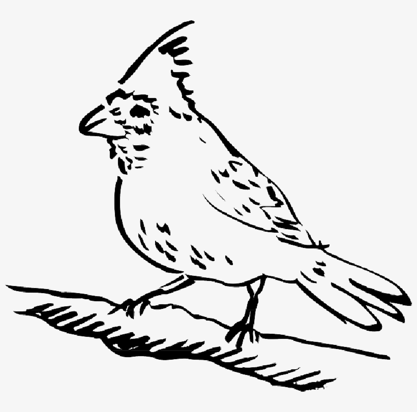 Mb Image/png - Clip Art Picture Of Bird Perched, transparent png #1747455