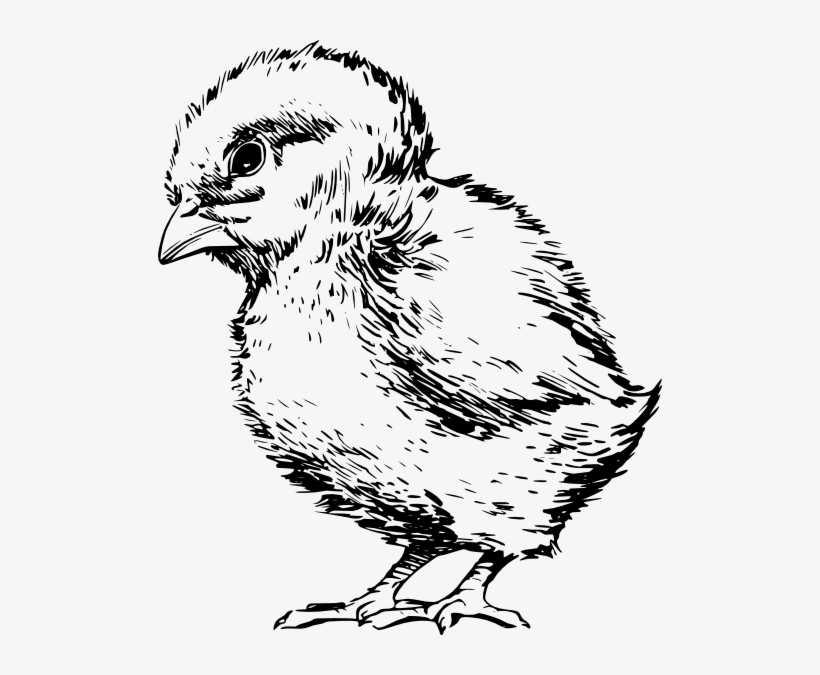 Baby Chick Drawing Svg Clip Arts 504 X 595 Px, transparent png #1747477