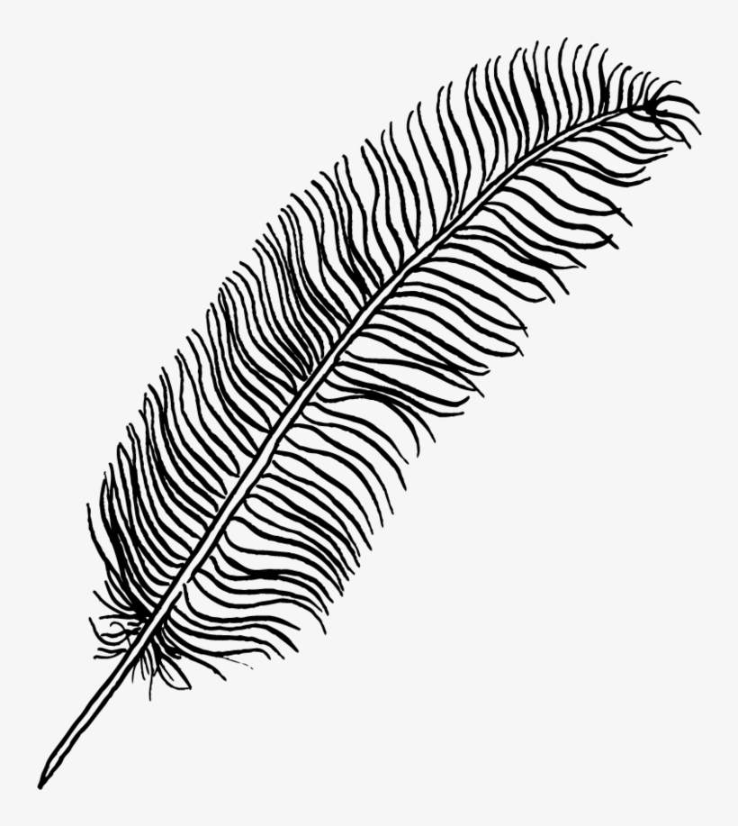 Portfolio Drawing Feather - Calligraphy, transparent png #1747479