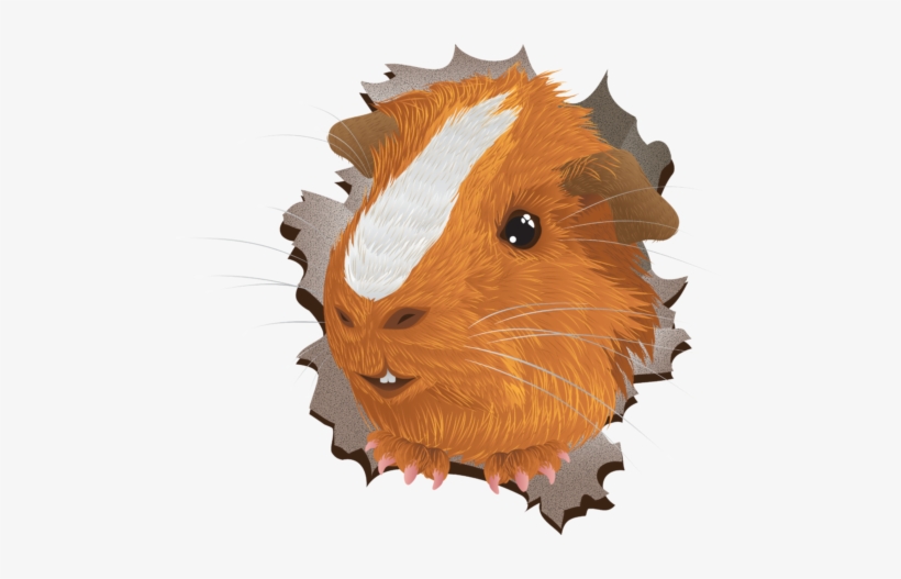 Surprise Pig - Guinea Pig, transparent png #1747951