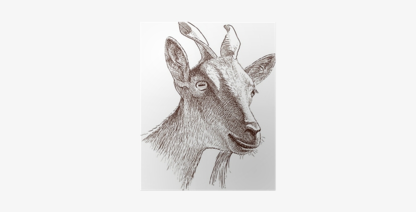 Poster Mountain Goat Head • Pixers® - Mountain Goat, transparent png #1750886