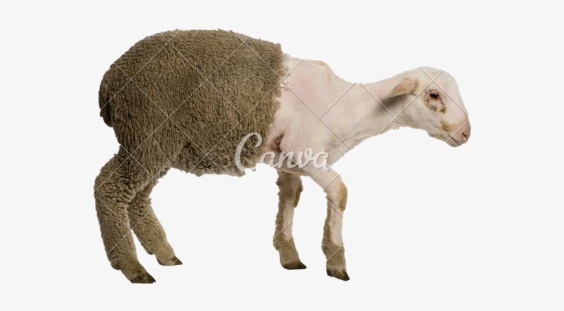 Shavedgoat3 - Merino Sheep Shaved, transparent png #1751172