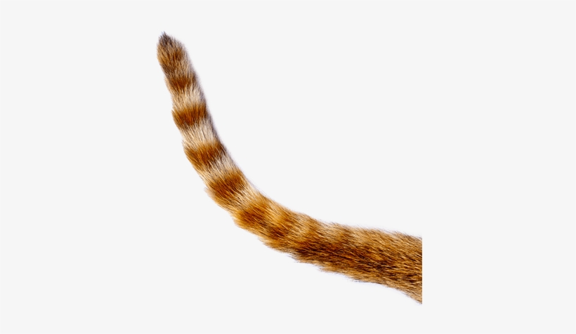Get In Touch - Cat Tail Png, transparent png #1751194