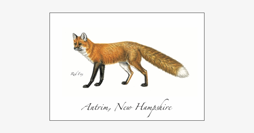 Red Fox - Thirty One Gifts, transparent png #1751220
