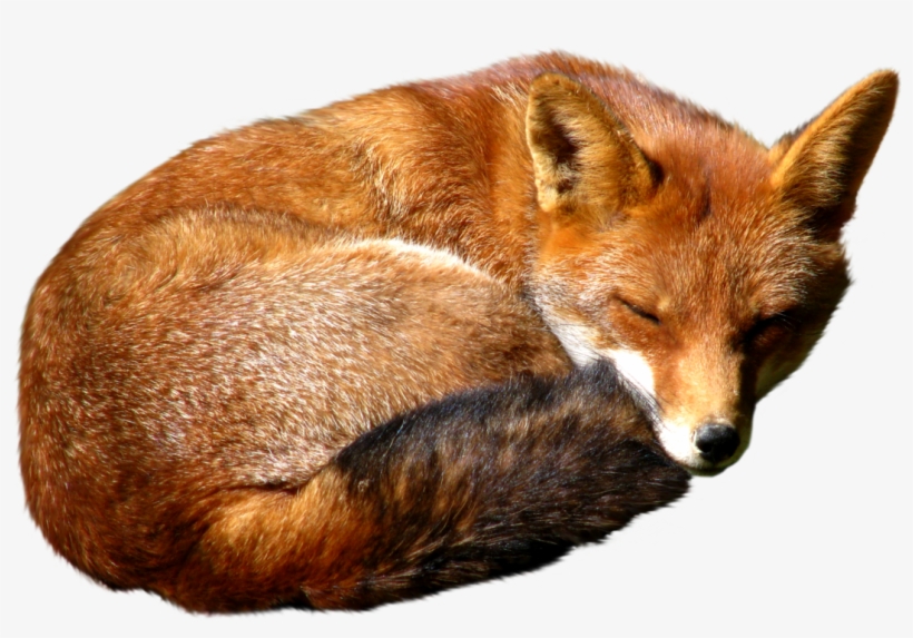 Red Fox Png Download Image - Red Fox Png, transparent png #1751255