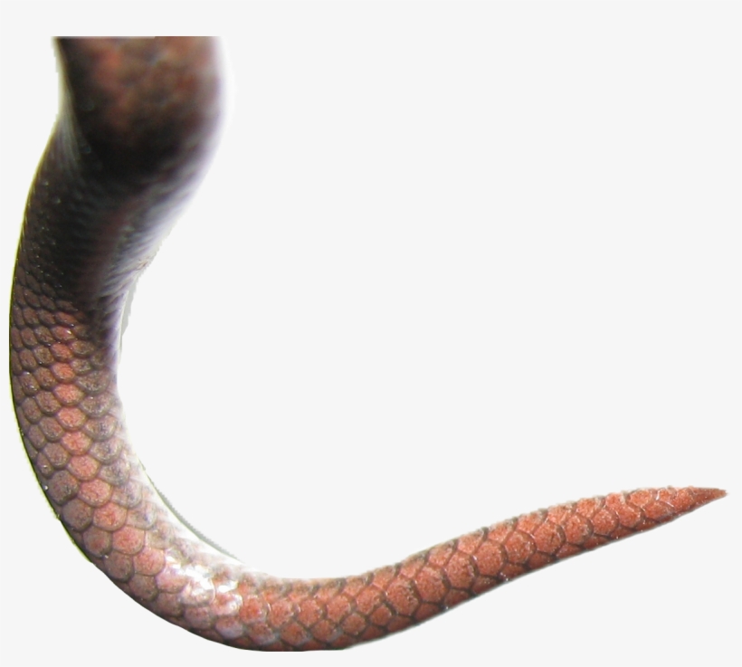 Png Free Download Tail Snaketail Sea Scales Fish Reptilefreetoedit - Snake Tail Png, transparent png #1751467
