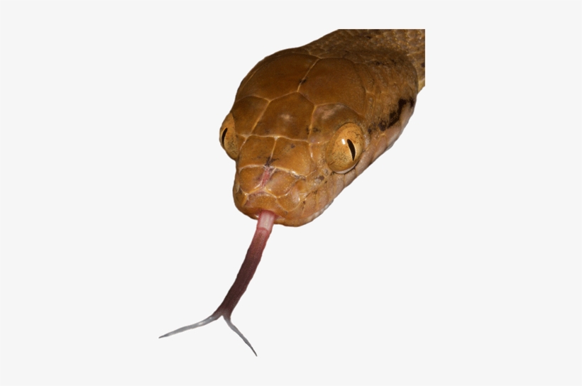 Png Mark O Shea The Jpg Library - Snake Tongue Transparent, transparent png #1751754