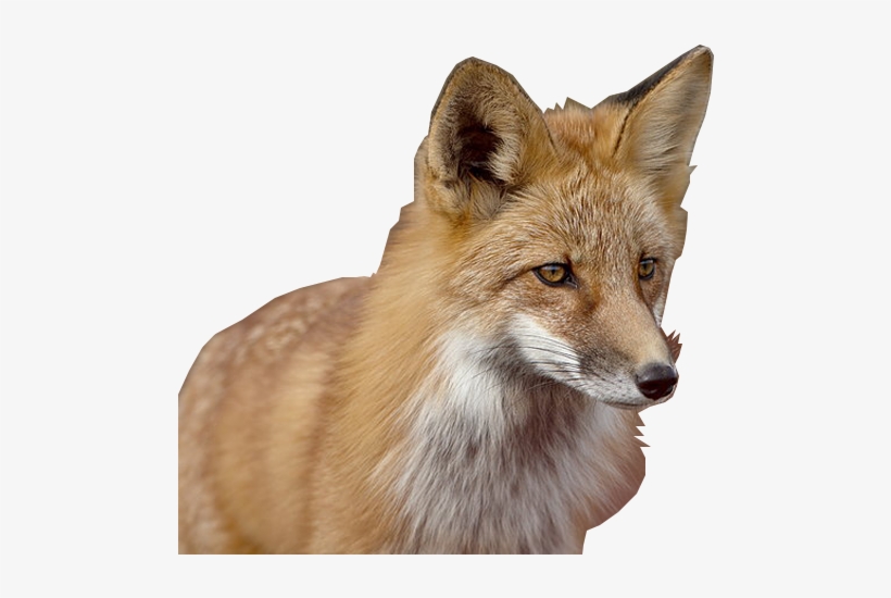 100% Free Transparent Fox Png Image Available To Download - Poster: Hager's Red Fox (vulpes Vulpes) (vulpes Fulva),, transparent png #1751880