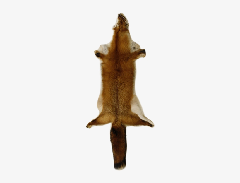 3365h Canadian Red Fox - Rodent, transparent png #1752090