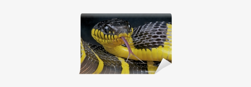Mangrove Snake / Boiga Dendrophila Wall Mural • Pixers® - Serpent Noir Et Jaune Thailande, transparent png #1752395