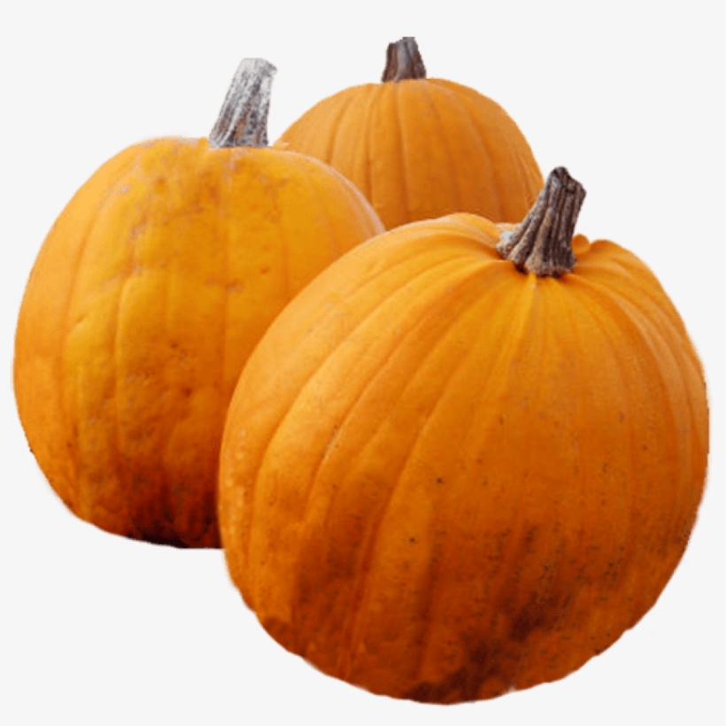 Thanksgiving Pumpkins - Thanksgiving Pumpkin Png, transparent png #1760499