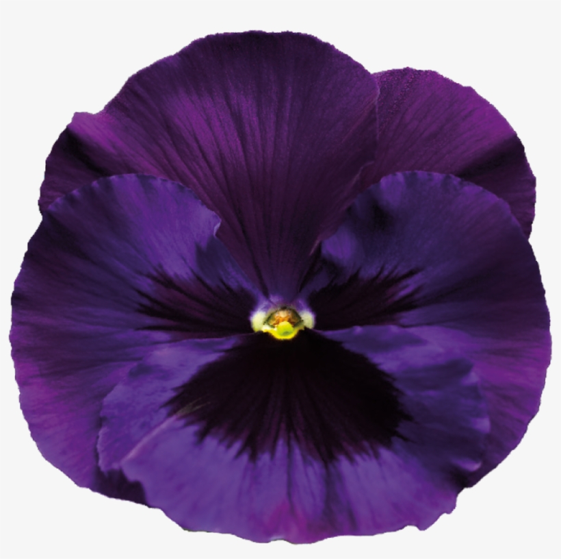 Purple Rose Clipart Transparent Background - Pansy Flower Garden Seeds - Delta Premium F1 Series, transparent png #1760595