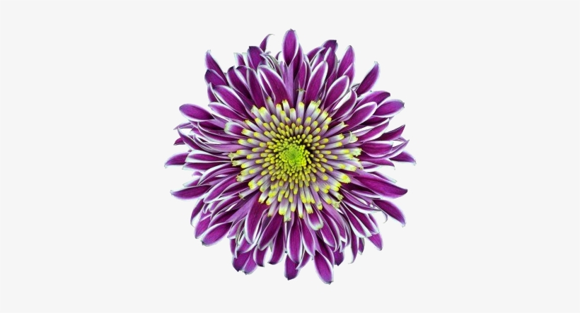 Chrysanthemum Flower Purple With Lime Green White Center - Isw16sh Aquos Phone アクオス フォン スマホケース Au エーユー 001012, transparent png #1760757