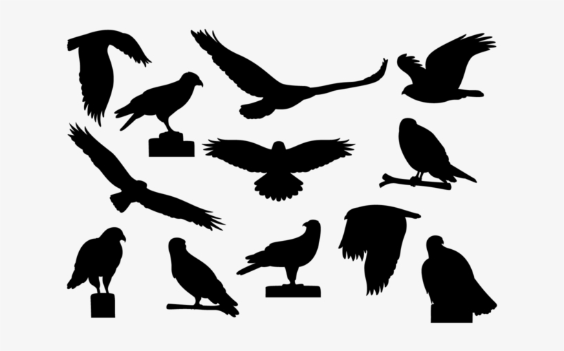 Buzzard Silhouettes Vector - Buzzard Silhouette, transparent png #1764380