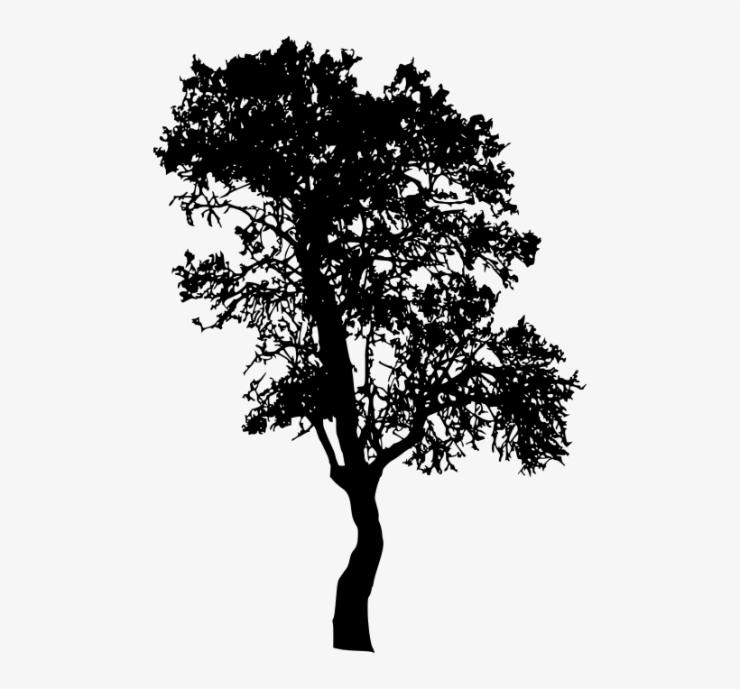 Силуэт березы рисунок