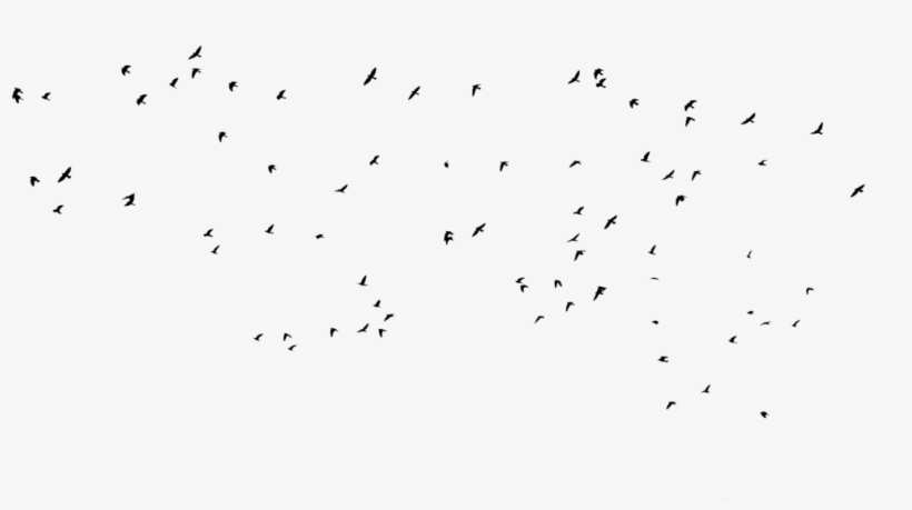 Bird Silhouettes By Frankandcarystock - Flock, transparent png #1766086